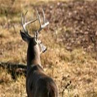 Firearms Deer Season_thumb_thumb_thumb_thumb.jpg